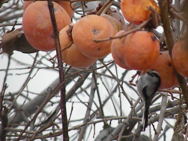 dalla finestra di casa...